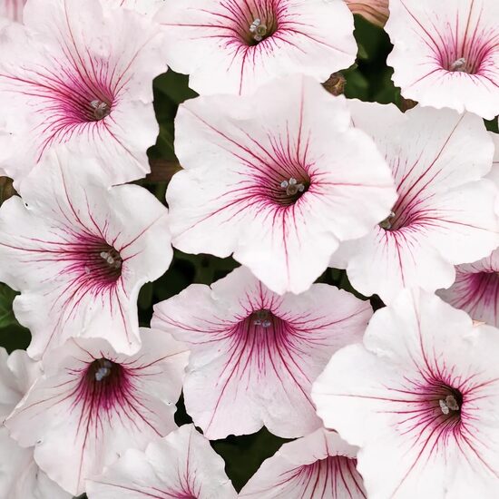 Petūnija VISTA 'SILVERBERRY" - balta ar rozā actiņu - 6gb